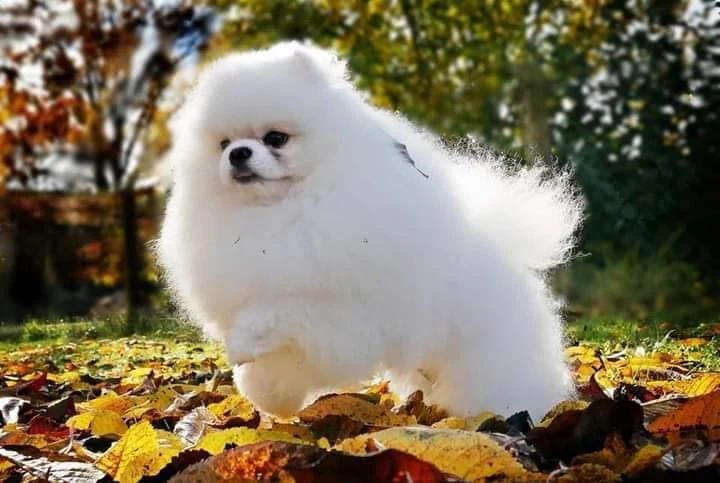 Happy dog and owner enjoying the outdoors