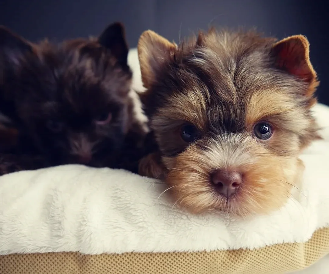 Loving connection between owner and happy companion dog