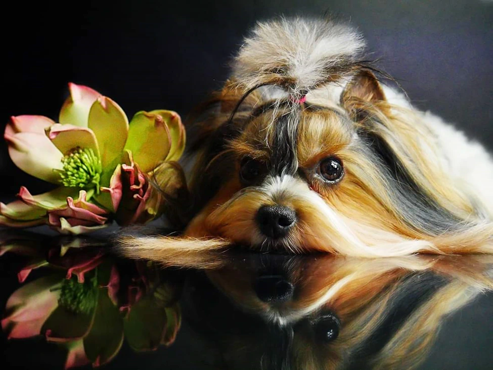 Ethical breeder caring for healthy puppies in clean surroundings