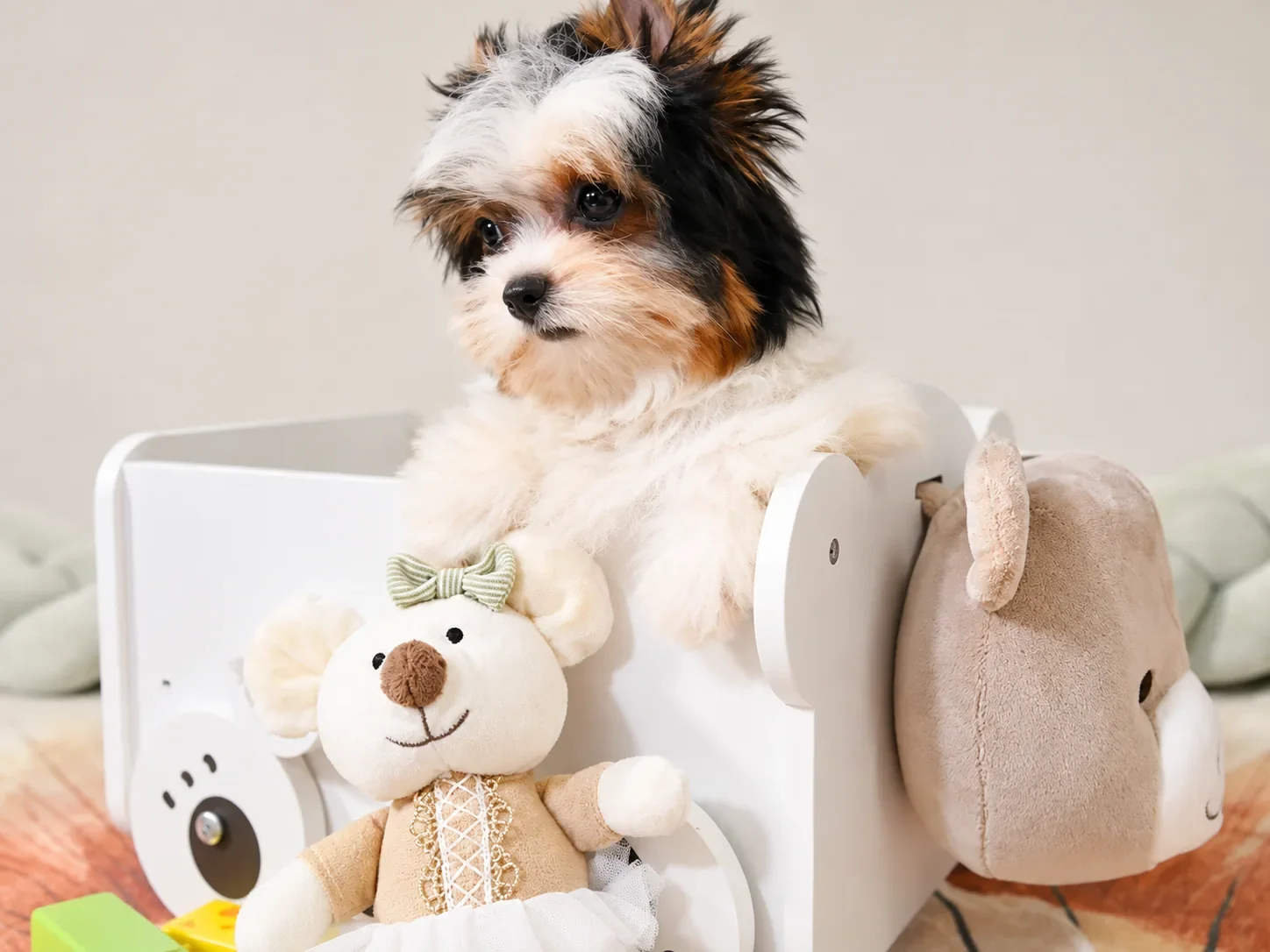 Yorkshire Terrier és Pomerániai kiskutyák egészséges táplálása