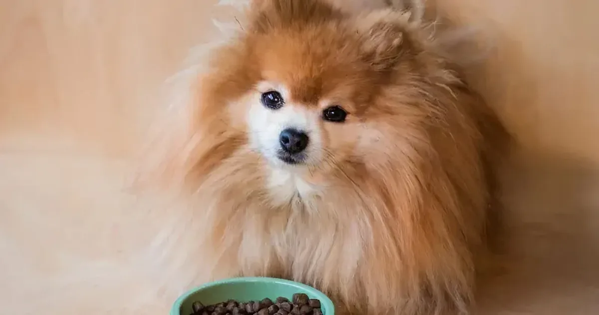 Healthy Pomeranian enjoying a balanced meal