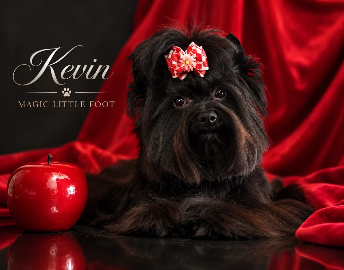 Kevin Magic Little Foot - Yorkshire Terrier Deckrüde