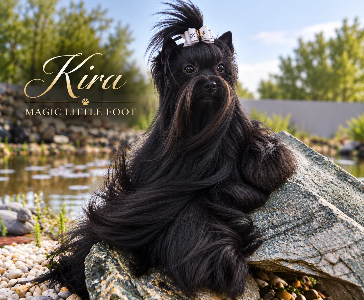 Kira Magic Little Foot - Yorkshire Terrier Zuchthündin