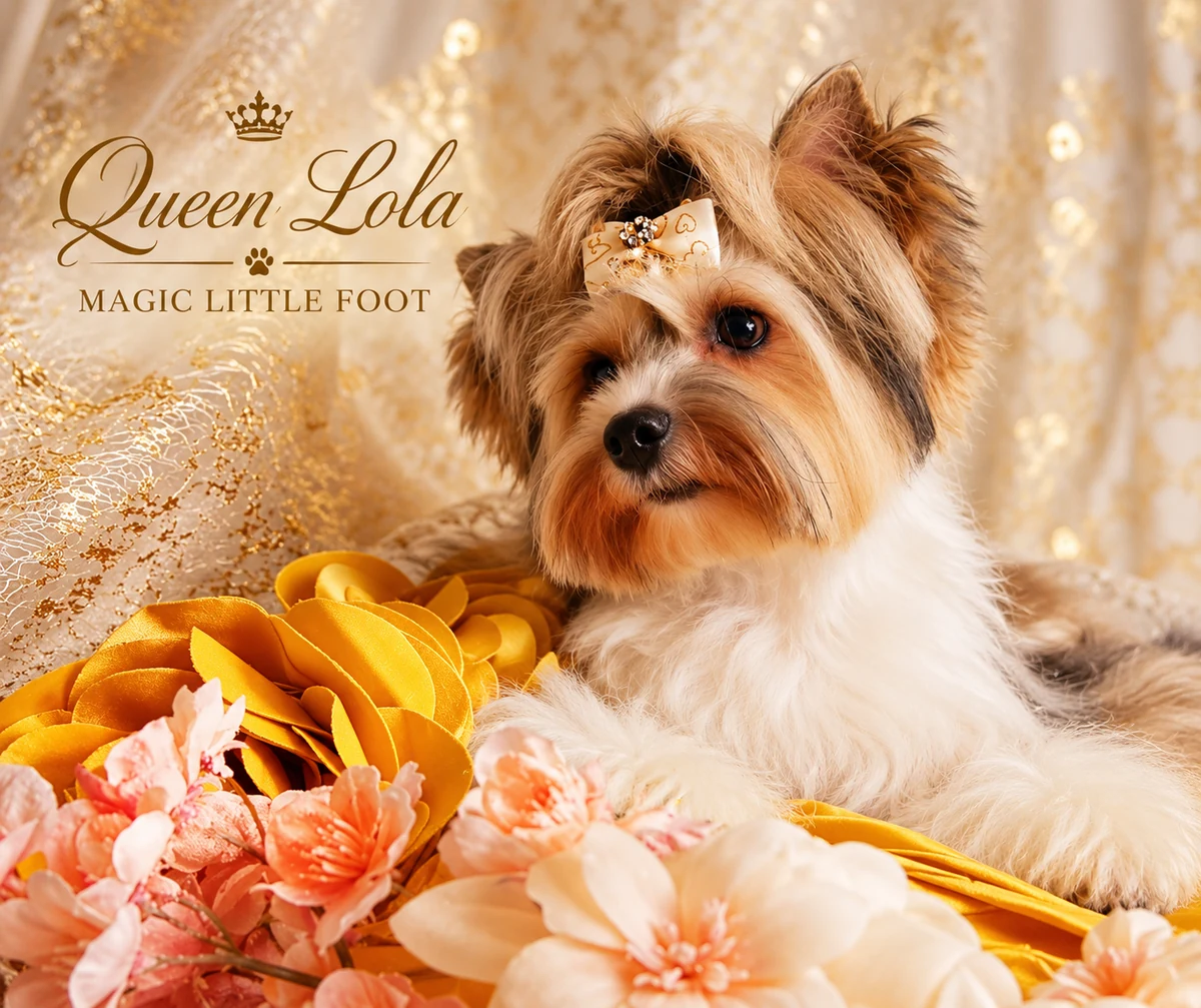 Lola Magic Little Foot - Yorkshire Terrier Zuchthündin