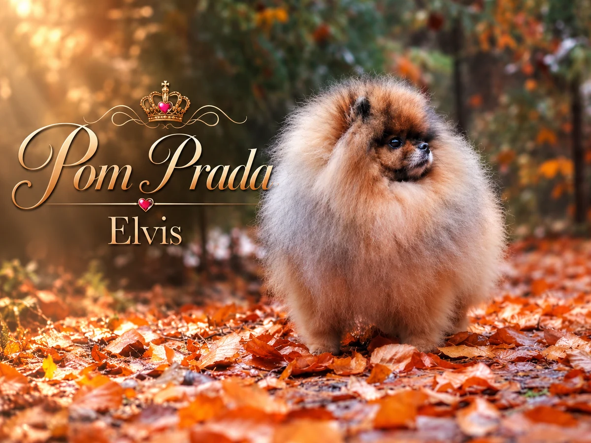 Pom Richard - Étalon Loulou de Poméranie