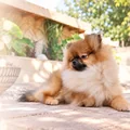 1. fotó (Gal_img-position_1): Marley