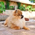 3. fotó (Gal_img-position_3): Marley