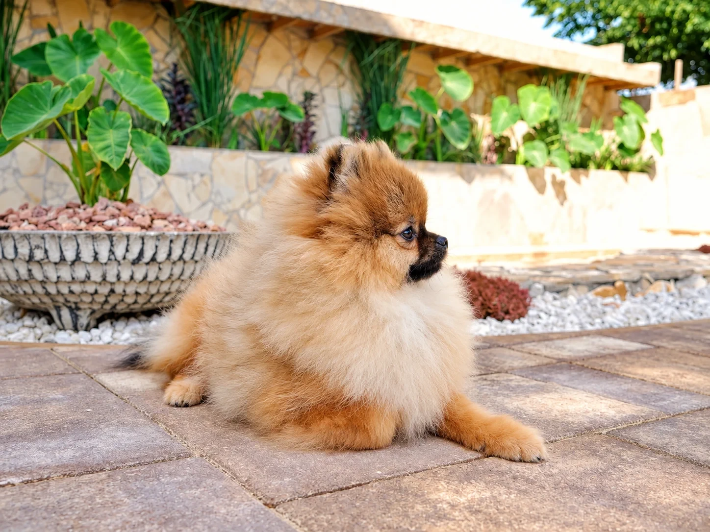 3. fotó (Gal_img-position_3): Marley