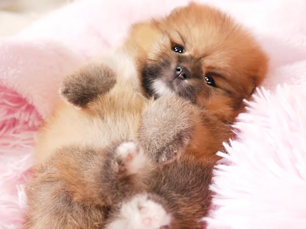 Magic Little Foot Pomeranian breed type and coat quality