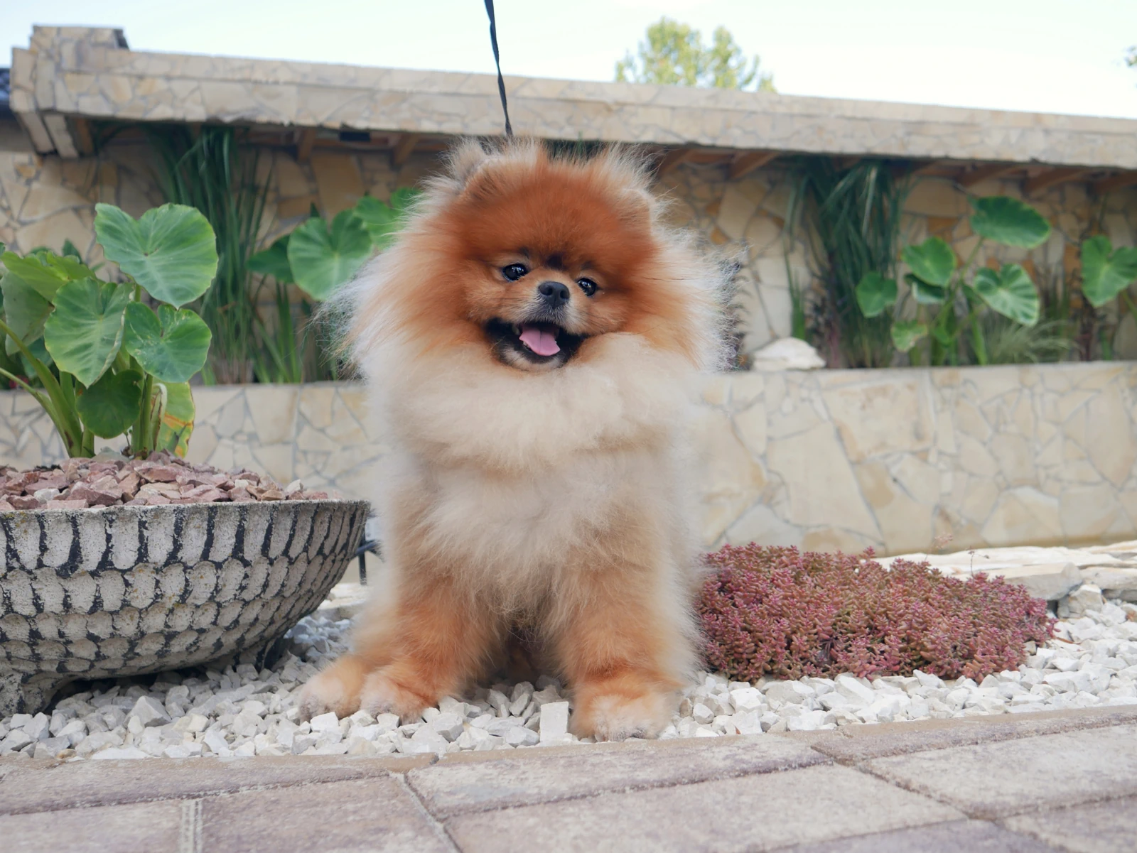 Photo 2 (Gal_img-position_2) de Rony
