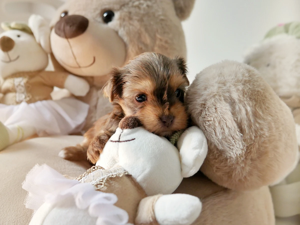 Reputable dog breeder with Pomeranian puppy