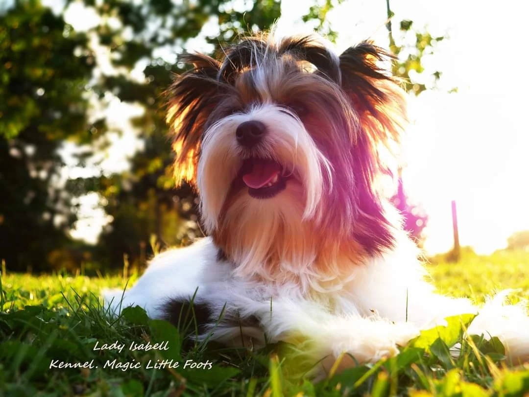 Magic Little Foot Yorkshire Terrier tenyészállomány – Kanok és szukák