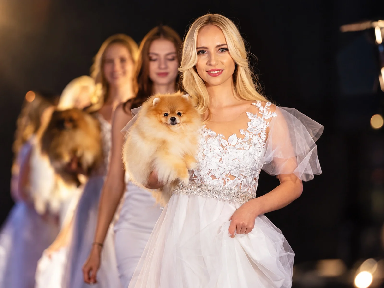Pomeranian Model Porträt - Zuchtstätte Magic Little Foot